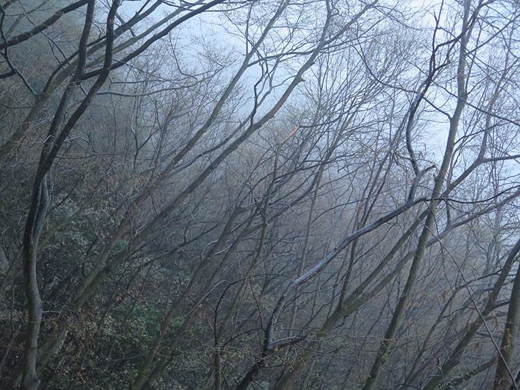 Aproximando por el bosque Finalesse envuelto en la niebla. Foto: Álvaro Lafuente