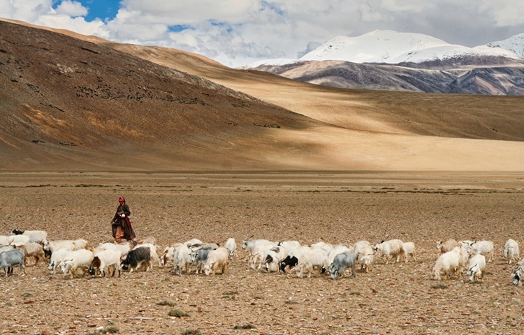 Pastora en el Chantang, a 4.500m de altitud, con su rebaño de pashminas. Foto: Barrabes