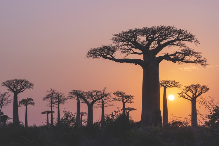 Baobabs en Madagascar. Foto: José Allende
