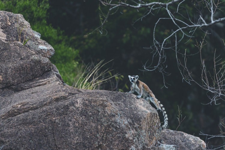 Fauna en Madagascar. Foto: Manu Prat