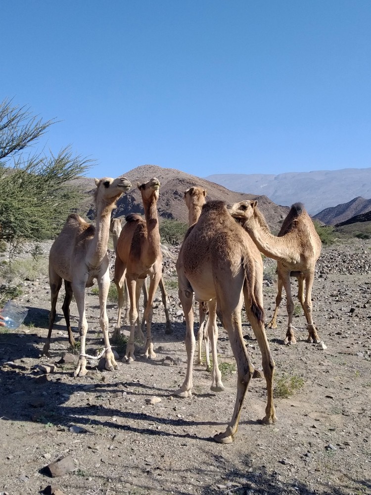 Camellos en el campo base del Jebel Misht. Ibarz, Montoya y Recio