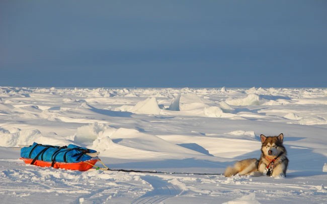 Lonchas en el Ártico. Foto: José Mijares