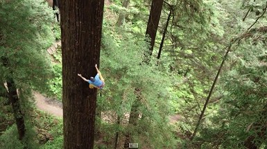 Video: Chris Sharma escalando secuoyas con dos biólogos en el Humboldt Redwoods State Park, California. Abre una línea de 9a