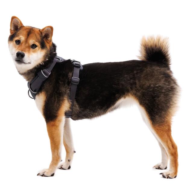 Ruffwear Front Range