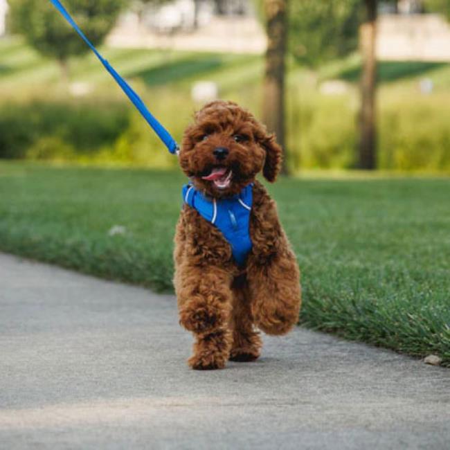 Ruffwear Front Range