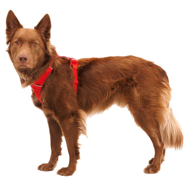 Ruffwear Front Range