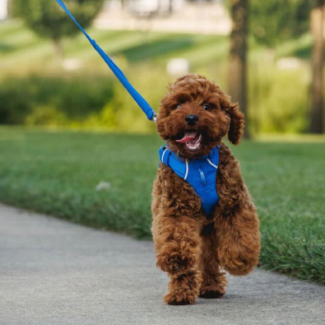 Ruffwear Front Range