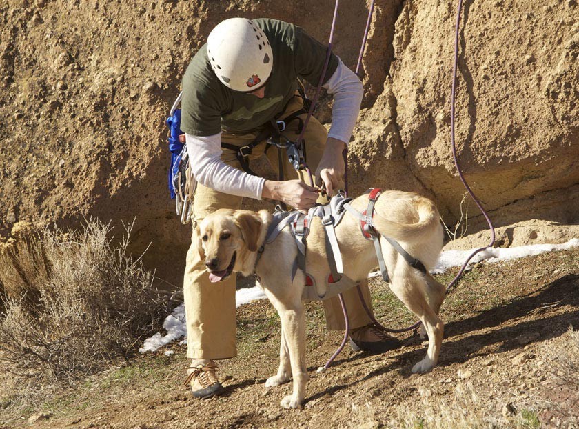 Doubleback harness ruffwear hotsell