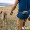  ruffwear Hitch Hiker